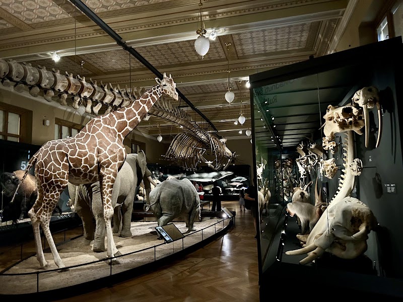 National Museum - National Museum Václavské nám. 68, 110 00 Praha 1-Nové Město, Czechia