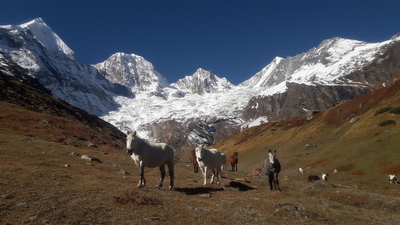 Panchachuli The Nature Home Stay Dantu Darma Valley - Panchachuli The Nature Home Stay Dantu Darma Valley, Village Dantu P.O Dugtu Tehsil, Pithoragarh, Dantu, Uttarakhand 262544, India