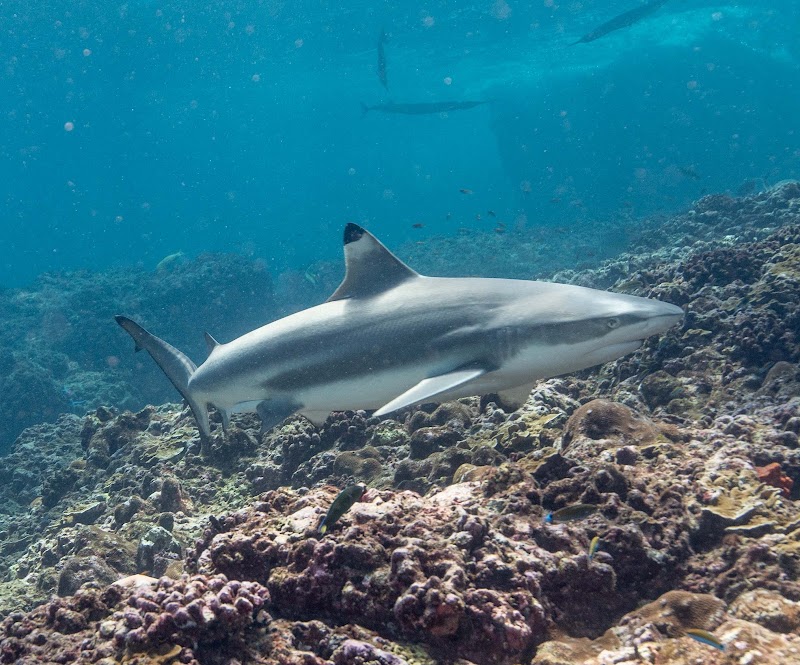 Lanta Diver – Koh Lanta Diving and Snorkeling - Lanta Diver – Koh Lanta Diving and Snorkeling 259, 2, Tambon Sala Dan, Amphoe Ko Lanta, Chang Wat Krabi 81150, Thailand