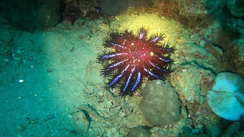 Racha Yai Dive Spot - Racha Yai Dive Spot J94H+M32, Rawai, Mueang Phuket District, Phuket 83100, Thailand