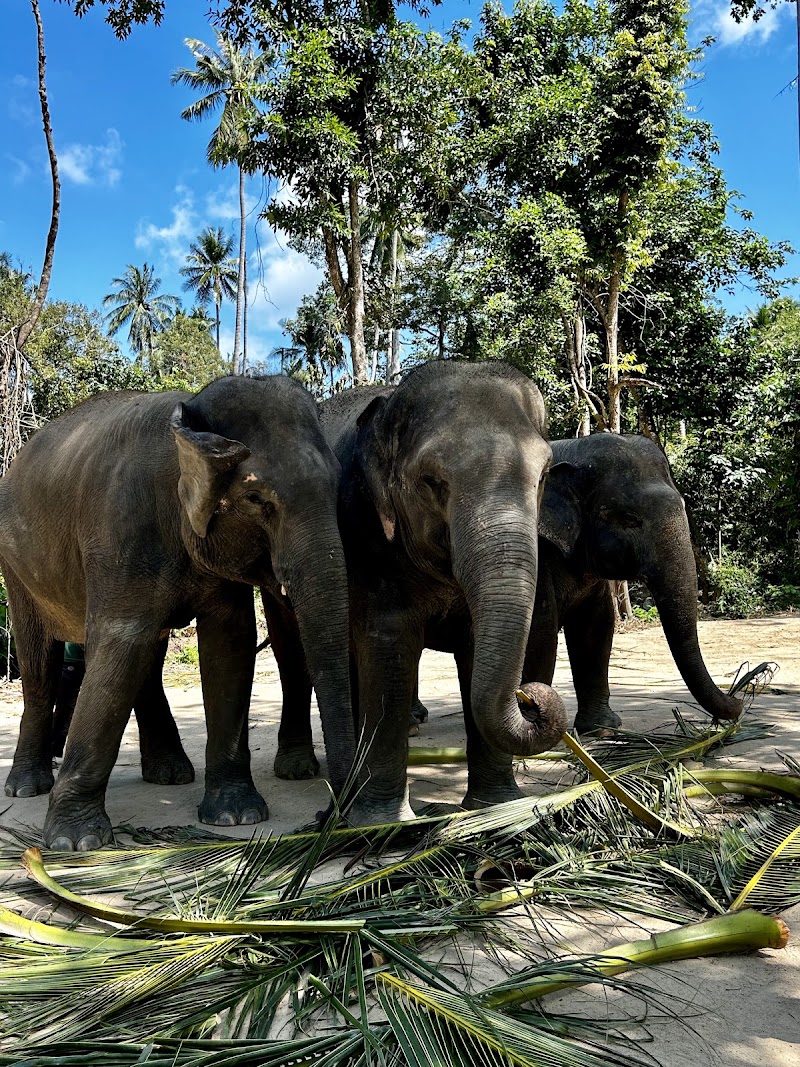 Elephant Jungle Sanctuary Samui (Soi 1 Branch)