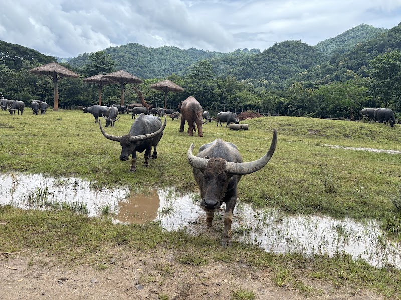 Elephant Nature Park - Elephant Nature Park ชม.3052 Tambon Kuet Chang, Amphoe Mae Taeng, Chang Wat Chiang Mai 50150, Thailand