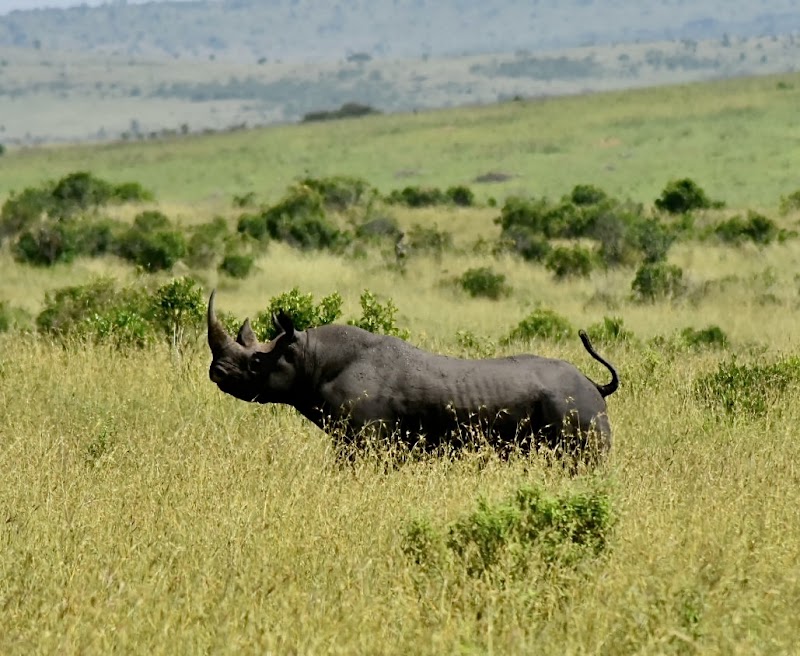 Instinct of the Mara - Instinct of the Mara, Ololaimutiek Village, Kenya