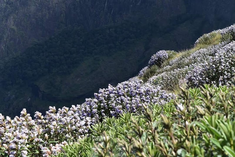 Neelakurinji bloom - Neelakurinji bloom, Aluva - Munnar Road, Kannan Devan Hills, Kerala 685615, India