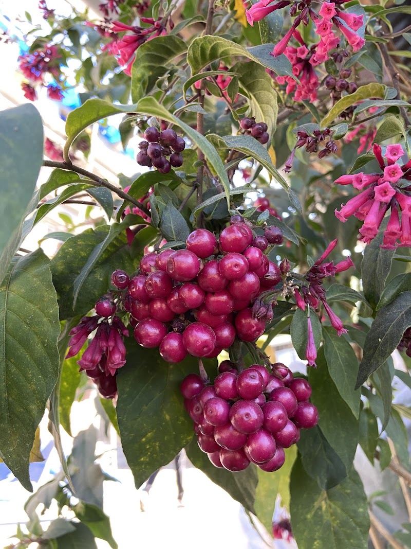 Cherry Village Homestay Resort, Darap - Cherry Village Homestay Resort, Darap Pelling-Rimbi Rd, Darap, Sikkim 737113, India