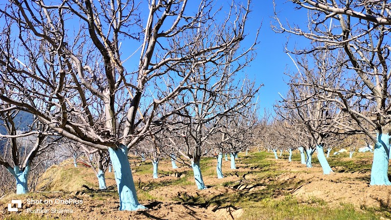 PS Orchards Kalna - PS Orchards Kalna, Kalna, Darbar Balsan, Himachal Pradesh 171220, India