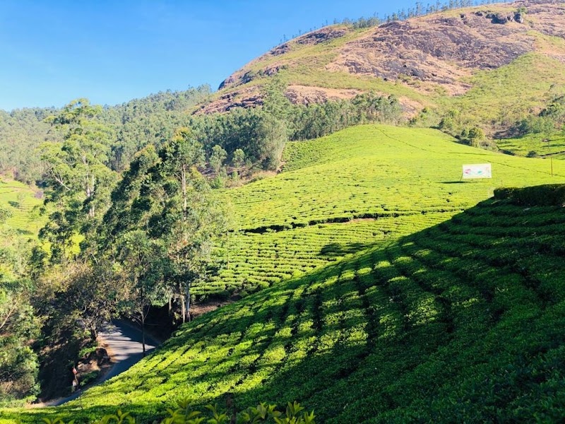 Mountain Hiking Through Tea Plantation - MunnarInfo.in - Mountain Hiking Through Tea Plantation - MunnarInfo.in Munnar info, Munnar, Chithirapuram, Kerala 685565, India