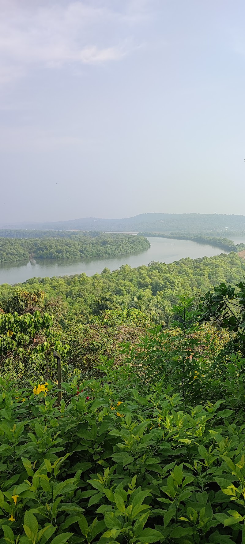 Mangrove Boat Ride (Prior booking required) - Mangrove Boat Ride (Prior booking required) Chorao Jetty, Madel, Goa 403102, India