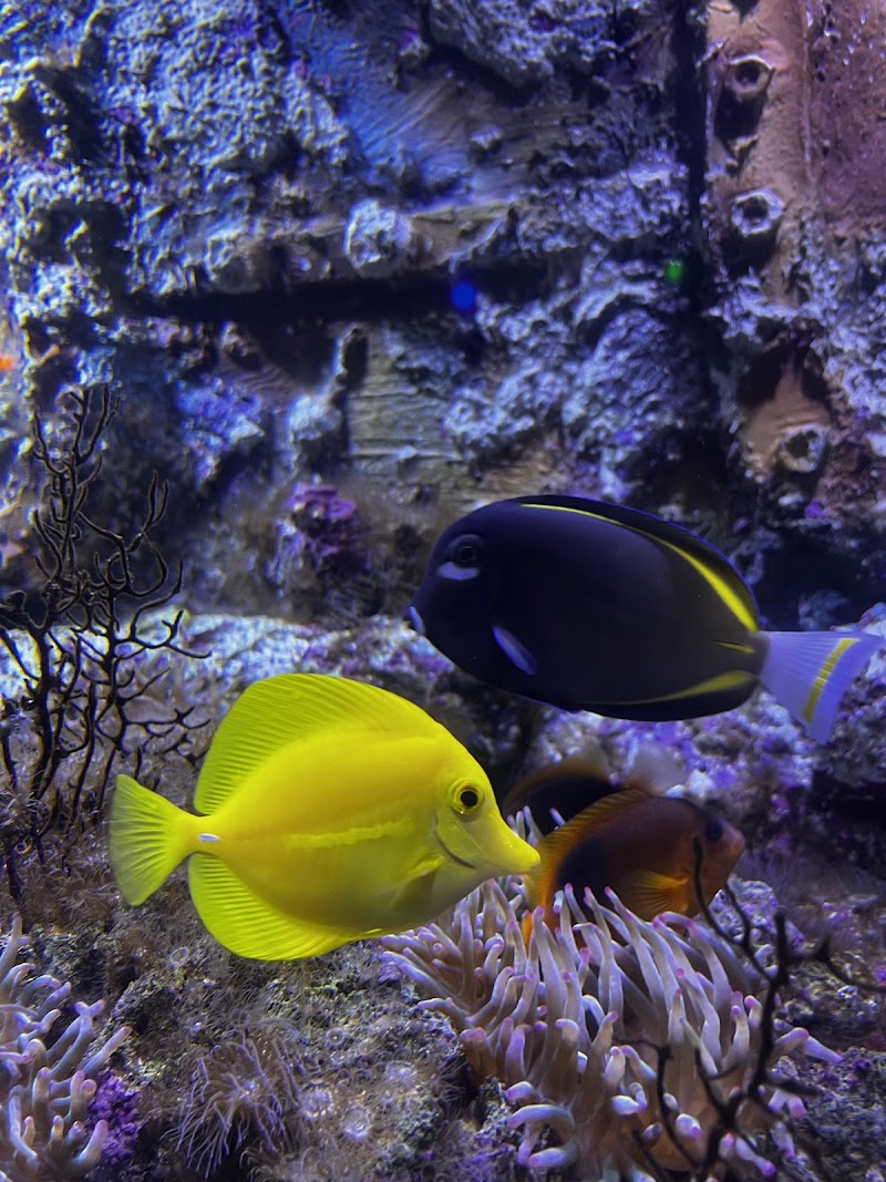 Funtastic Aquarium - Funtastic Aquarium, Gilan Province, Bandar Anzali, منطقه آزاد انزلی،کیلومتر 5، Fatehi Blvd, FM3F+8XX, Iran