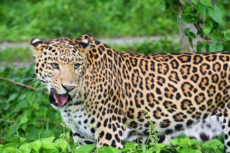 Bengal Safari - Bengal Safari, 5th Mile, Sevoke Rd, Salugara, Siliguri, Junglee Mohal, West Bengal 734008, India