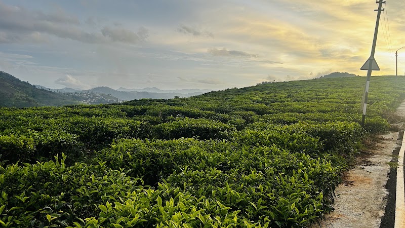 Carolina Tea Estate - Carolina Tea Estate No 1, Carolina Rd, Ottuppattarai, Coonoor, Tamil Nadu 643102, India