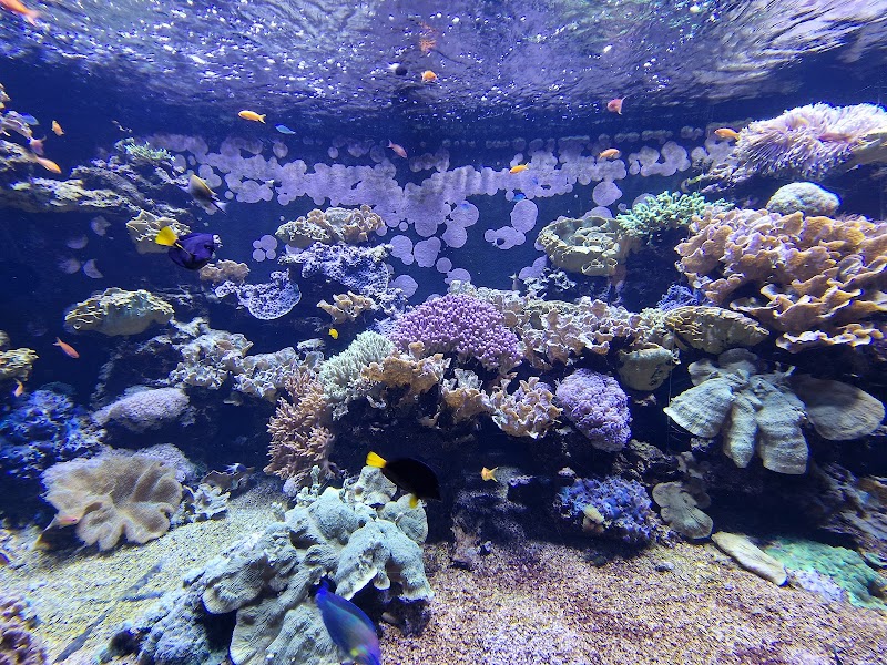 Planet Ocean Montpellier - Planet Ocean Montpellier Centre commercial Odysseum, All. Ulysse, 34000 Montpellier, France