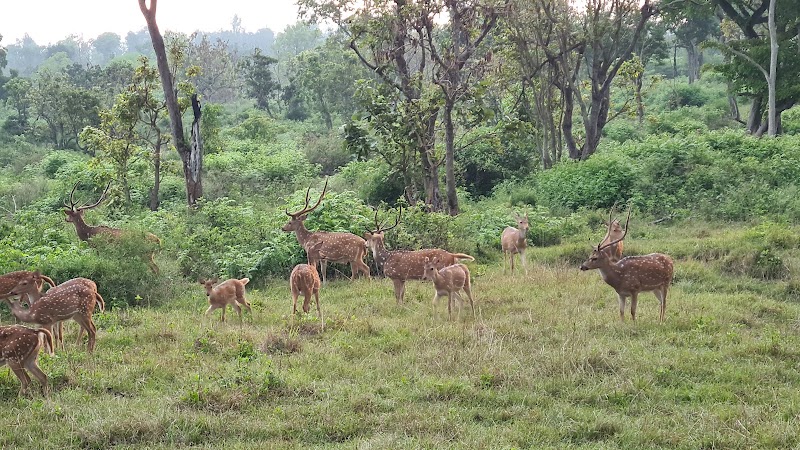 Bandipur National Park - Bandipur National Park Karnataka, India