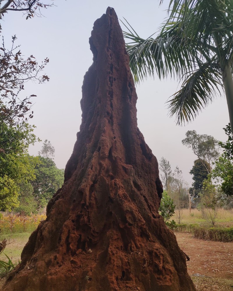 Padmapuram Gardens - Padmapuram Gardens, Padmapuram village, Arakuvalley, ITDA Paderu, 8VPH+MX6, Kantabamsuguda, Andhra Pradesh 531149, India