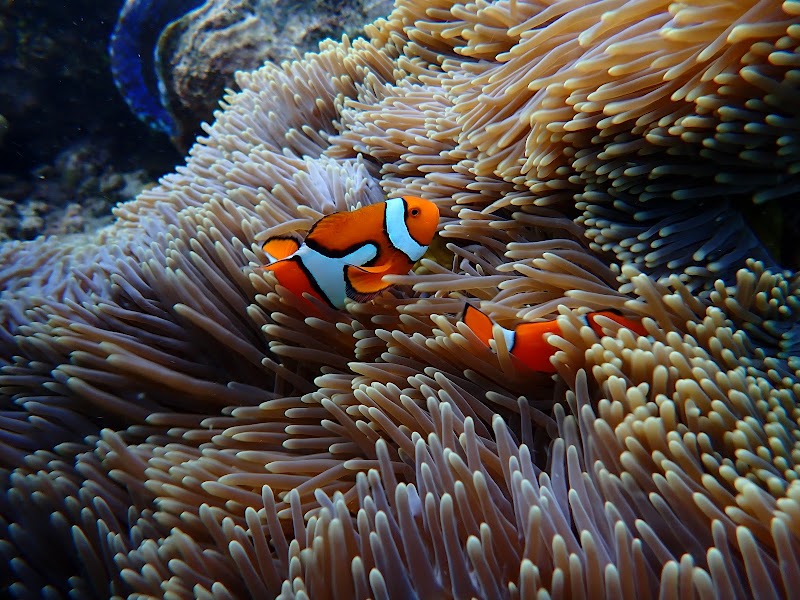 Wavelength Reef Cruises - Wavelength Reef Cruises Shop 6/43-47 Macrossan St, Port Douglas QLD 4877, Australia