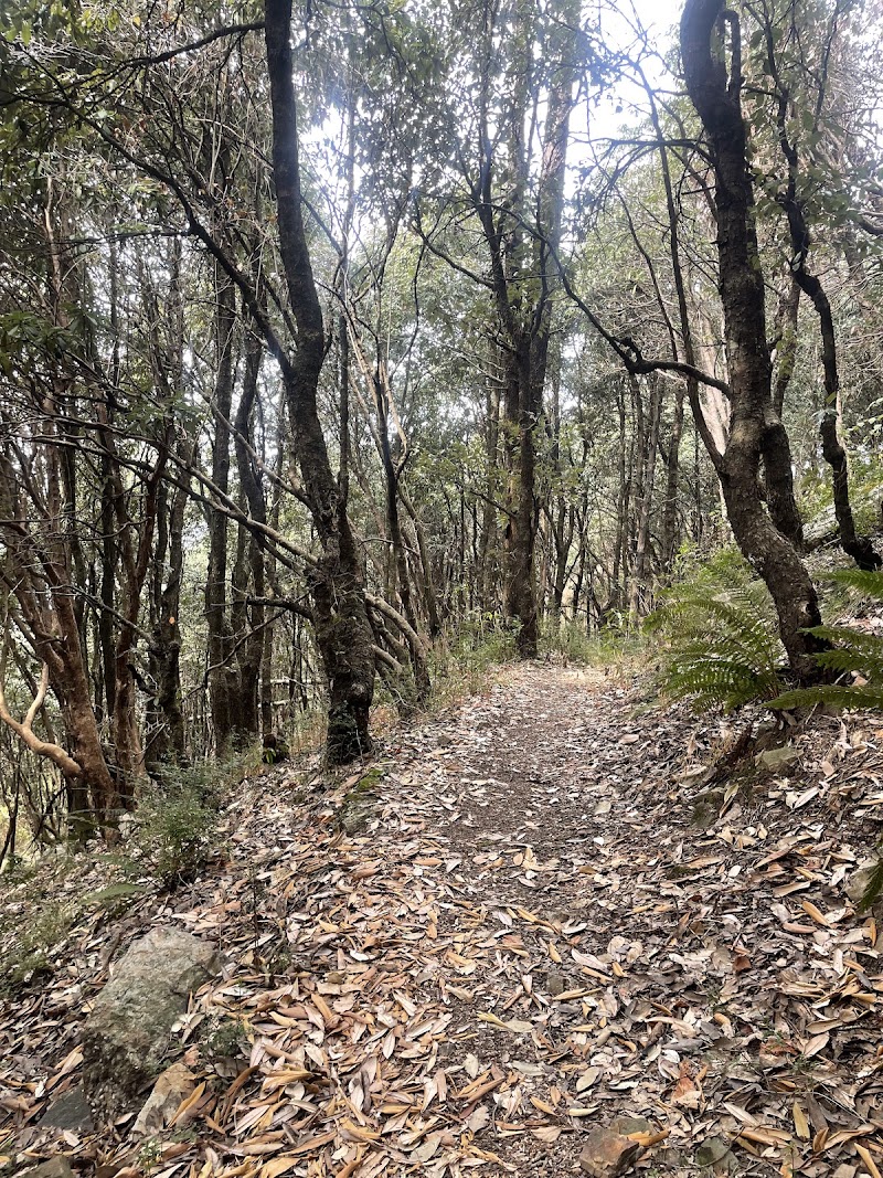 Jabarkhet Nature Reserve, Mussorie - Jabarkhet Nature Reserve, Mussorie Nature Reserve, Jabarkhet, Landour, Mussoorie, Uttarakhand 248179, India
