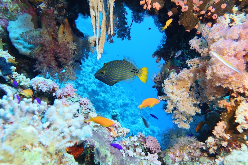 Blue Realm Dive Club - Blue Realm Dive Club, Lagoon Club & Resort, Dahab, South Sinai Governorate 8771501, Egypt