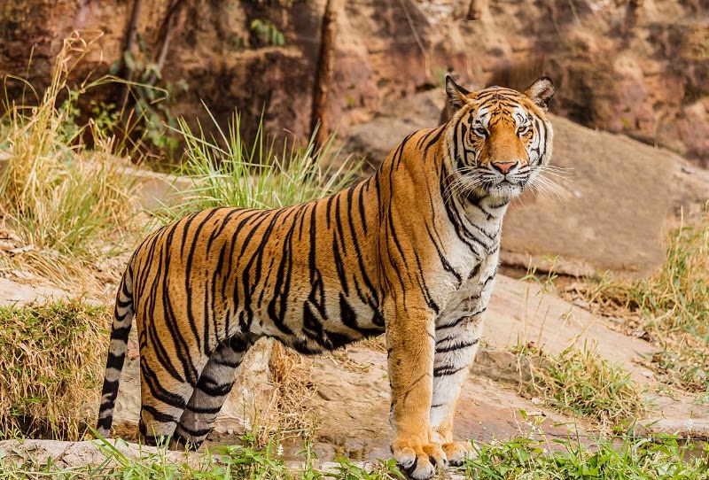 Jim Corbett National Park - Jim Corbett National Park Uttarakhand, India