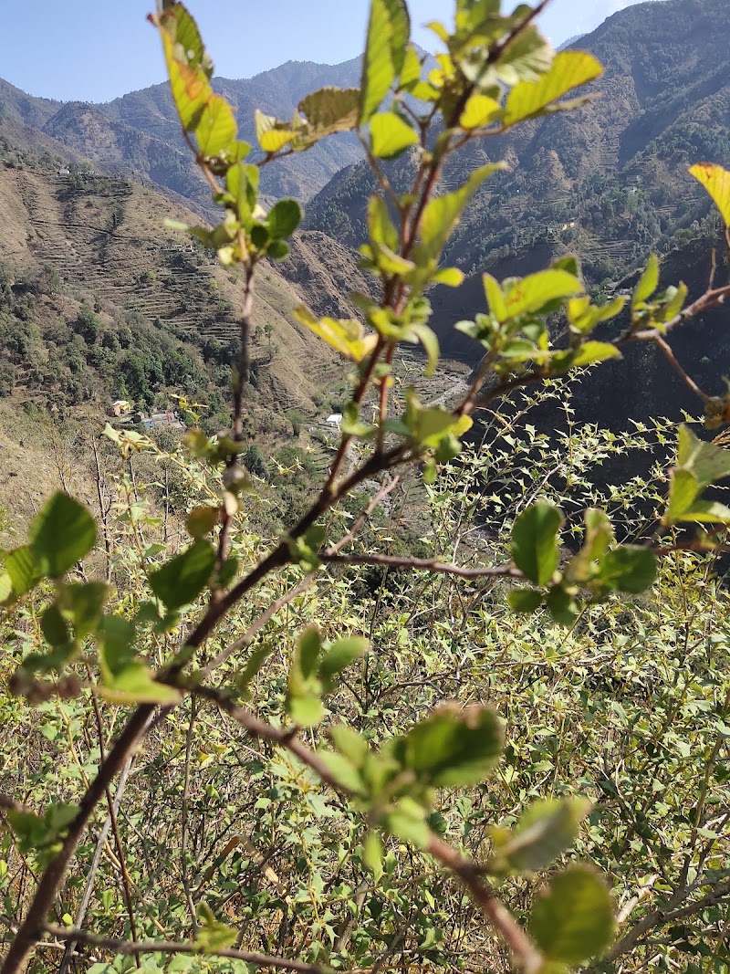 Village- tali - Village- tali, XWGF+F35, Gaddari, Uttarakhand 246169, India
