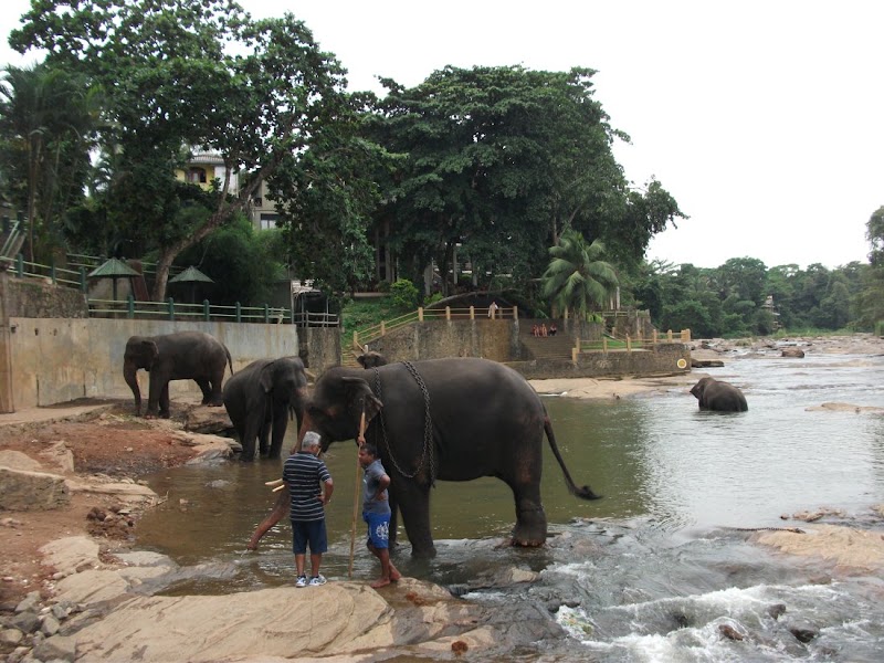 Pinnawala Elephant Orphanage - Pinnawala Elephant Orphanage, Rambukkana, Sri Lanka