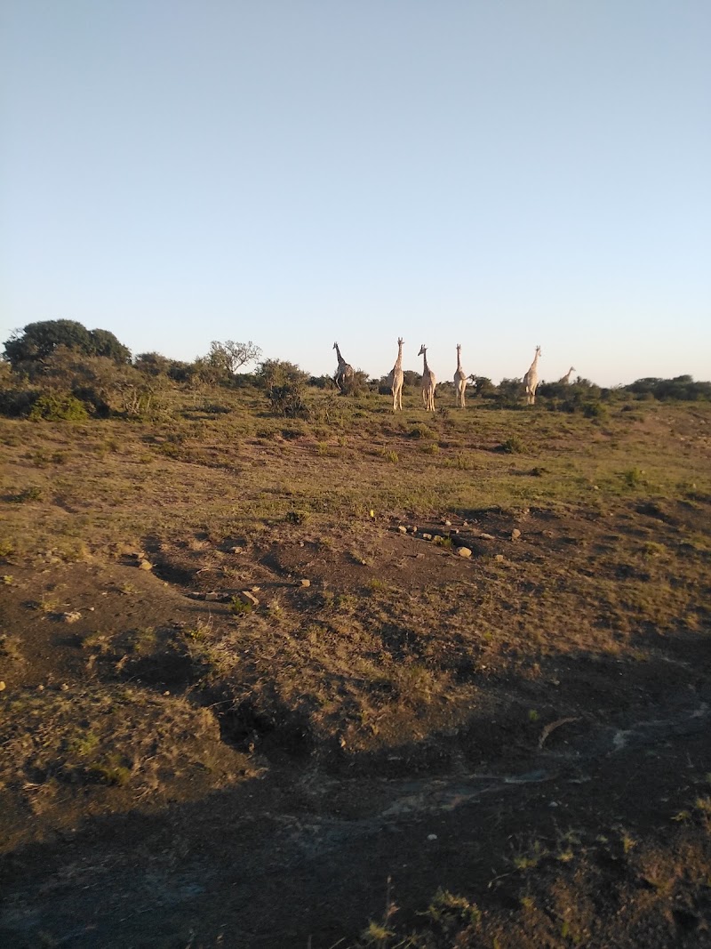 Bucklands Private Game Reserve - Bucklands Private Game Reserve, 6140, South Africa