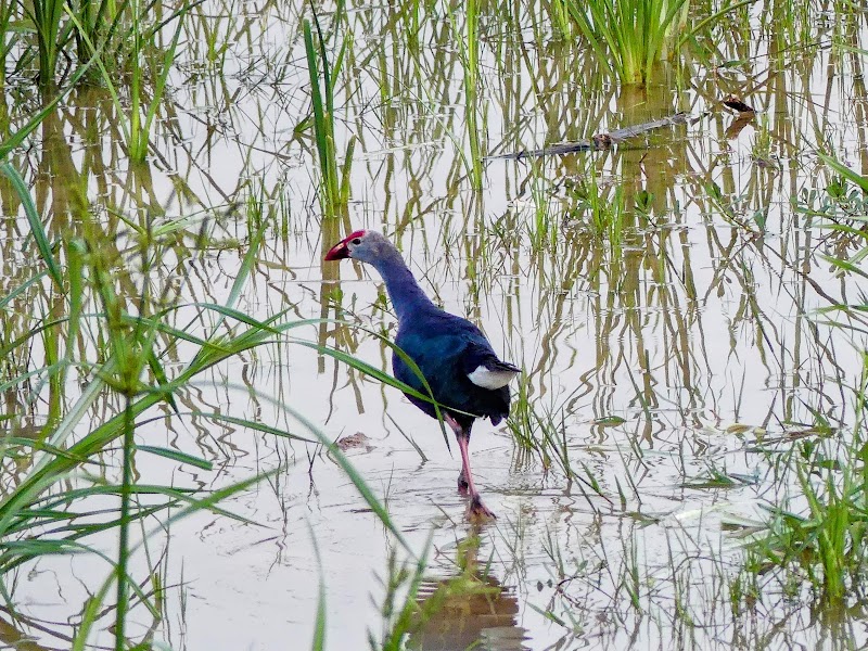 Mesthripalya Lake - Mesthripalya Lake E type Quarters, 1st A cross Rd, 4th Block, Koramangala, Bengaluru, Karnataka 560034, India