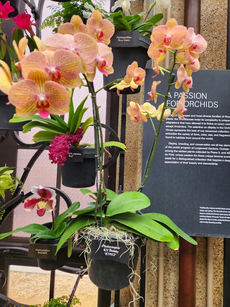 Orchid House - Orchid House Kennett Square, PA 19348, USA