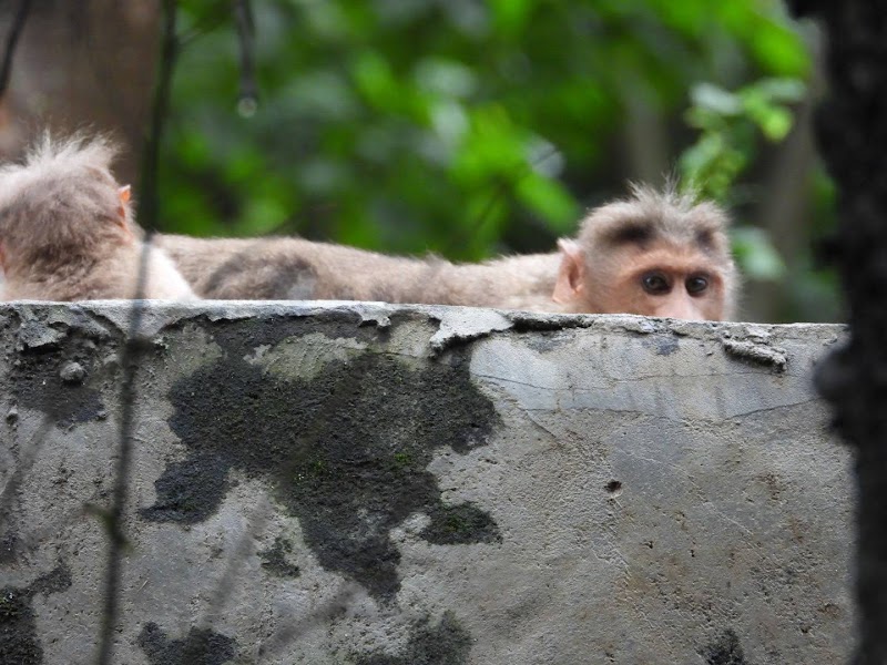 Chinnar Wildlife Sanctuary - Chinnar Wildlife Sanctuary 8644+PC6, Munnar - Udumalpet Rd, Munnar, Kerala 685612, India
