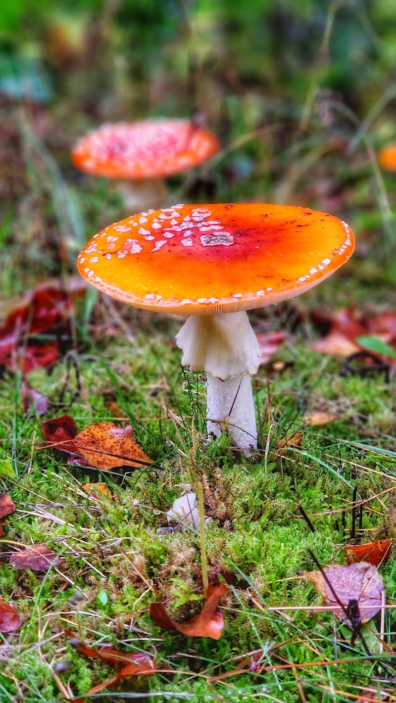 Nationaal Park De Hoge Veluwe - Nationaal Park De Hoge Veluwe, Netherlands