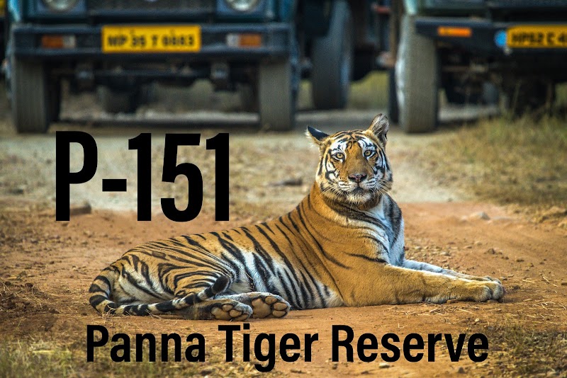 Bear Valley Camp - Bear Valley Camp, 602 Jhinnadham Banahari, Road, Panna, Jhinna, Madhya Pradesh 488220, India
