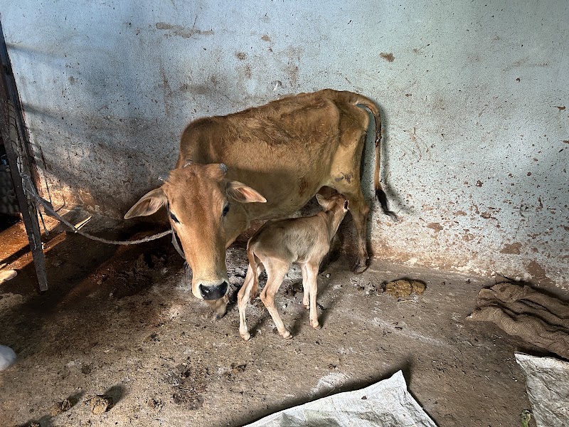 Gau Amrit Gaushala - Gau Amrit Gaushala, QV89+GC, Bandhabahal, Darlipali, Odisha 768211, India
