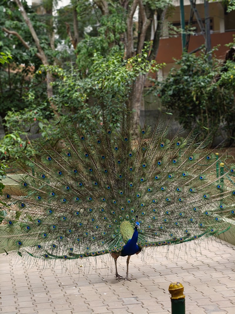 Birds Aviary