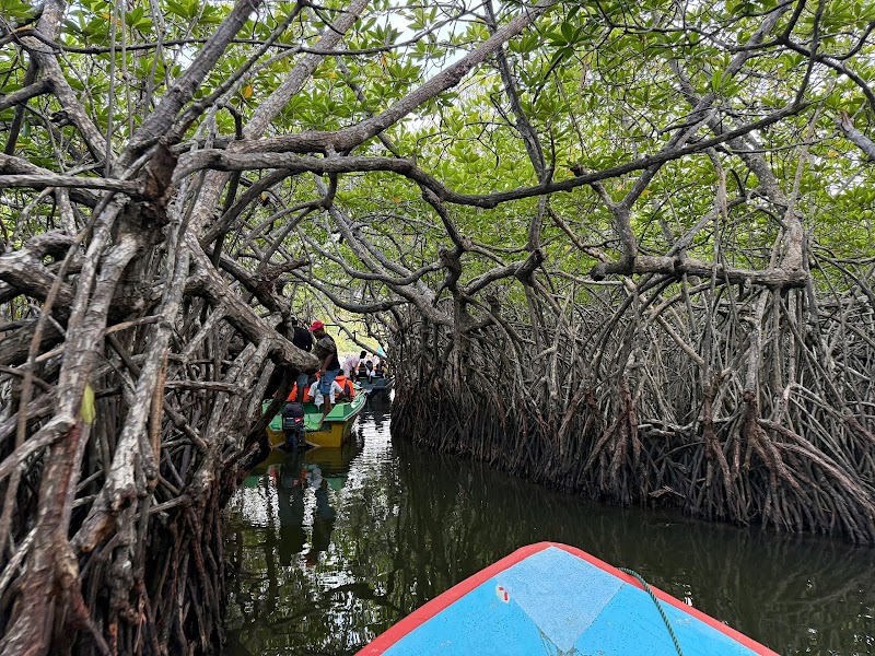 Madu River Safari by Buddhi - Madu River Safari by Buddhi, 11/9 Elathota Rd, Balapitiya 80550, Sri Lanka