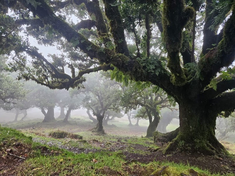 Fanal Forestry Station