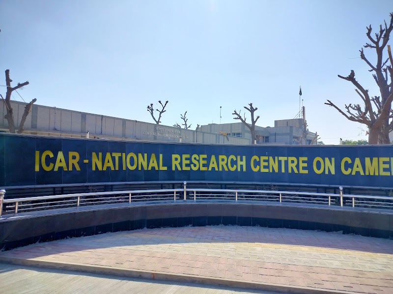ICAR-National Research Centre on Camel - ICAR-National Research Centre on Camel, Shiv bari Jorbeer, Jodhpur Bypass, Bikaner, Joharbeeri, Rajasthan 334001, India