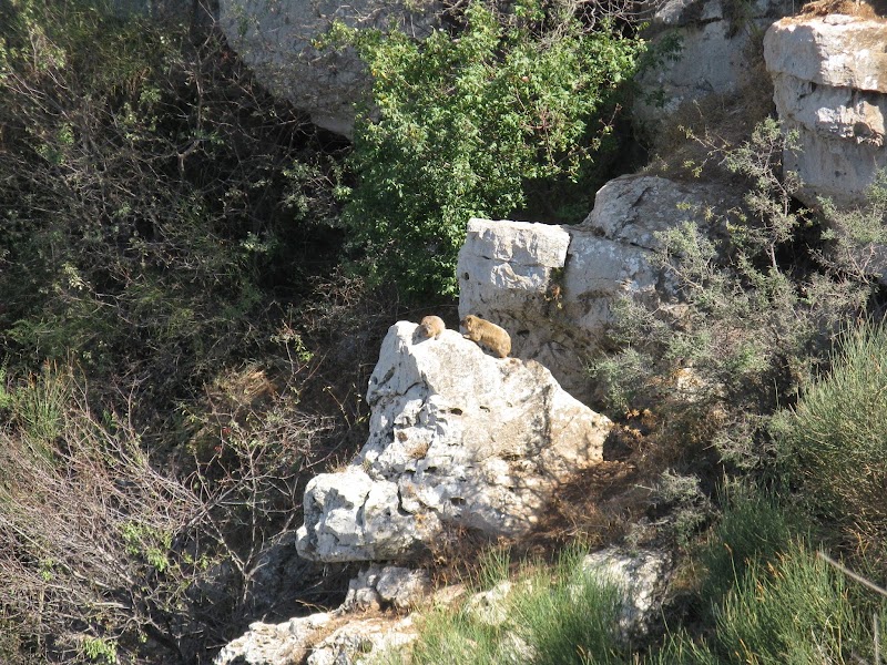 Shouf Biosphere Reserve /Niha Fortress - Shouf Biosphere Reserve /Niha Fortress, HJH5+XH2, Niha, Lebanon