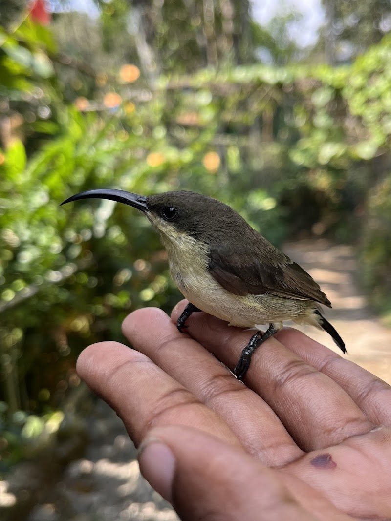 GREEN LAND SPICE GARDEN - GREEN LAND SPICE GARDEN, Kottayam-Kumily Rd, Springvalley Springvalley Periyar, Kerala 685533, Springvalley, Periyar, Keralam 685509, India