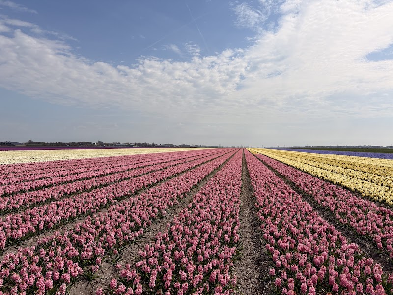 Amsterdam Tulips Tour - Amsterdam Tulips Tour, Oosterdoksstraat 4, 1011 DK Amsterdam, Netherlands