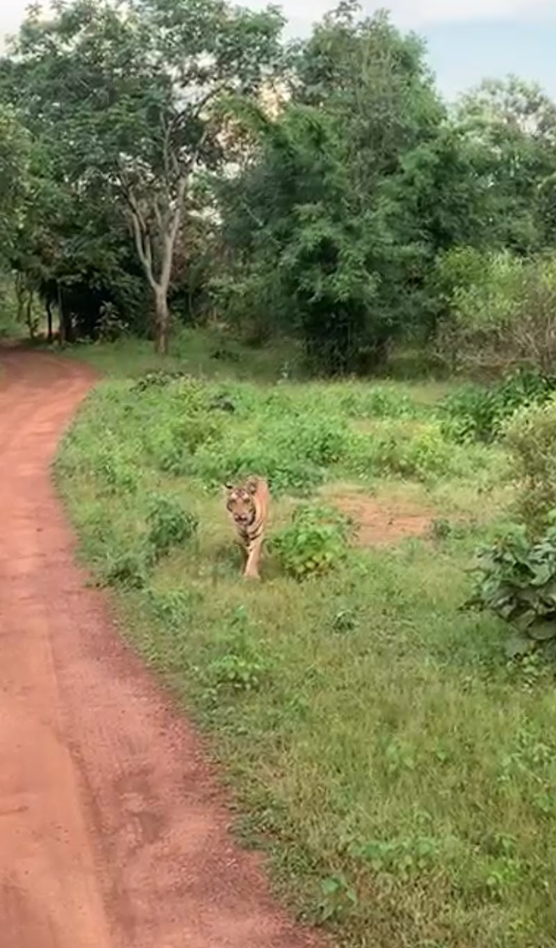 Panna Tiger Safari - Panna Tiger Safari, 40, Road, Mohan Nivas, Kunjvan, Panna, Madhya Pradesh 488001, India