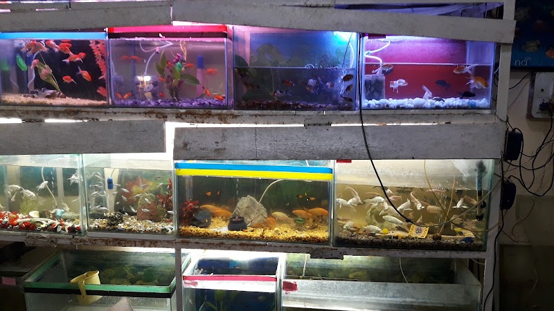 Sea world fish aquarium - Sea world fish aquarium 34PW+VHX, Civil Lines, Bilaspur, Masanganj, Chhattisgarh 495001, India