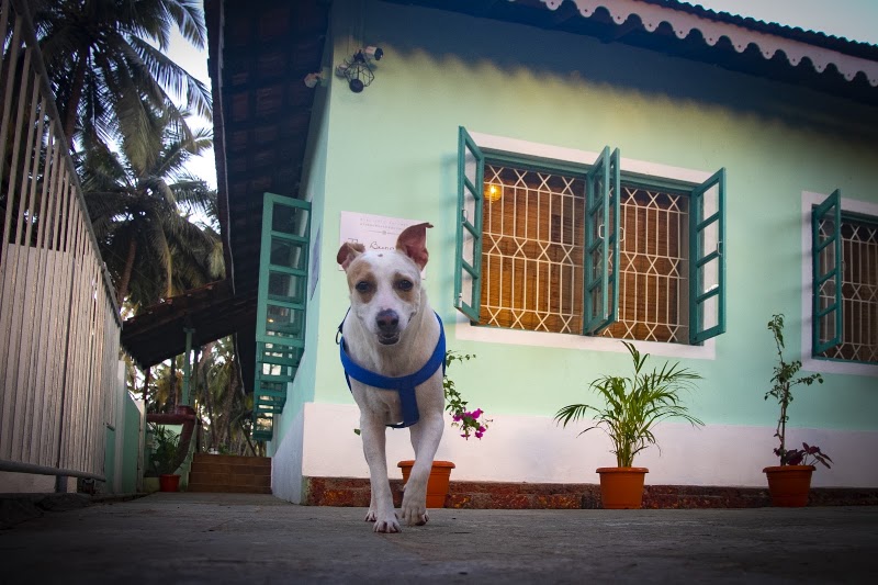 The Bungalow @ Bogmalo - The Bungalow @ Bogmalo, House #143, Cantor Waddo, Bogmalo, Goa 403806, India