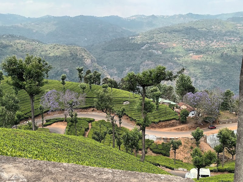 Government Tea Estate - Government Tea Estate 8QJX+QX6, Coonoor, Tamil Nadu 643102, India