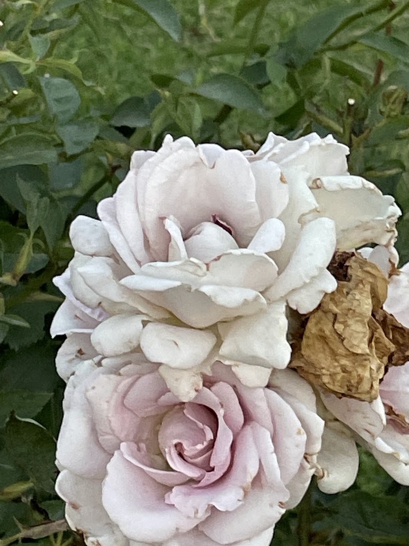 Zakir Hussain Rose Garden - Zakir Hussain Rose Garden Jan Marg, 16B, Sector 16, Chandigarh, 160015, India