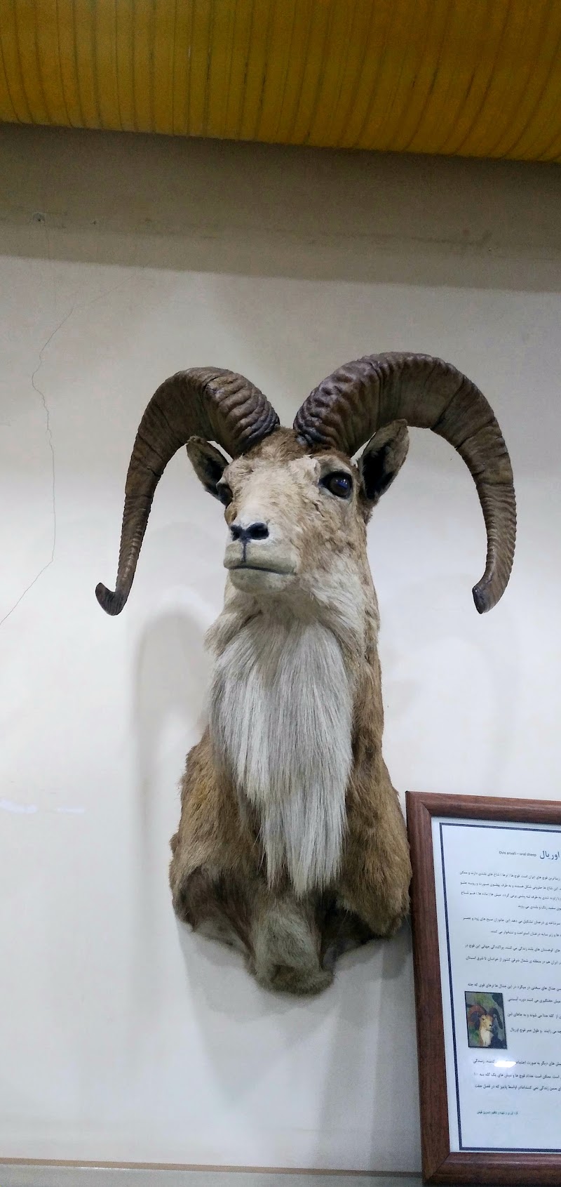 Wildlife Museum - Wildlife Museum, 678W+G24, Ardabil, Ardabil Province, Iran