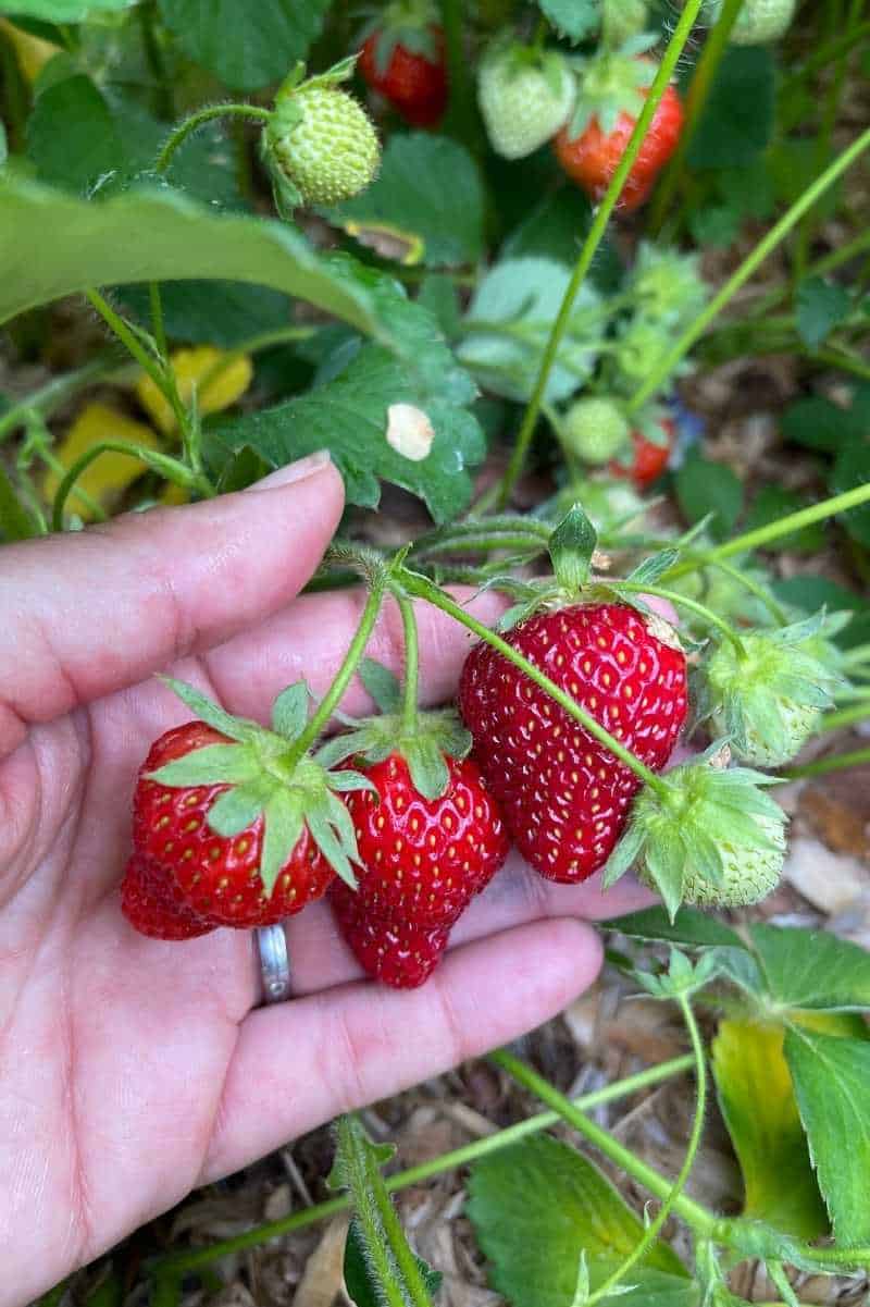 Kisaan Strawberry Farm - Kisaan Strawberry Farm Village Kothi, P.O. Delgi, Tehsil, Kandaghat, Solan, Himachal Pradesh 173206, India