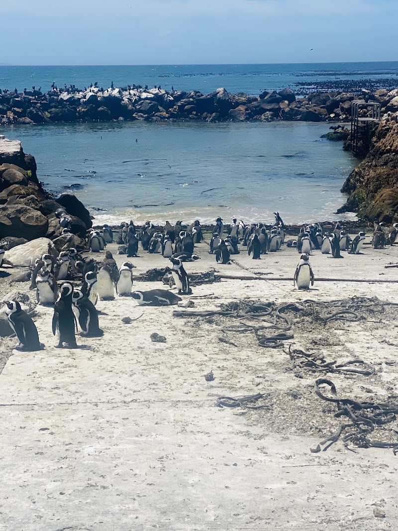 Stony Point Nature Reserve - Stony Point Nature Reserve, 2411 Wallers Rd, Betty's Bay, 7141, South Africa