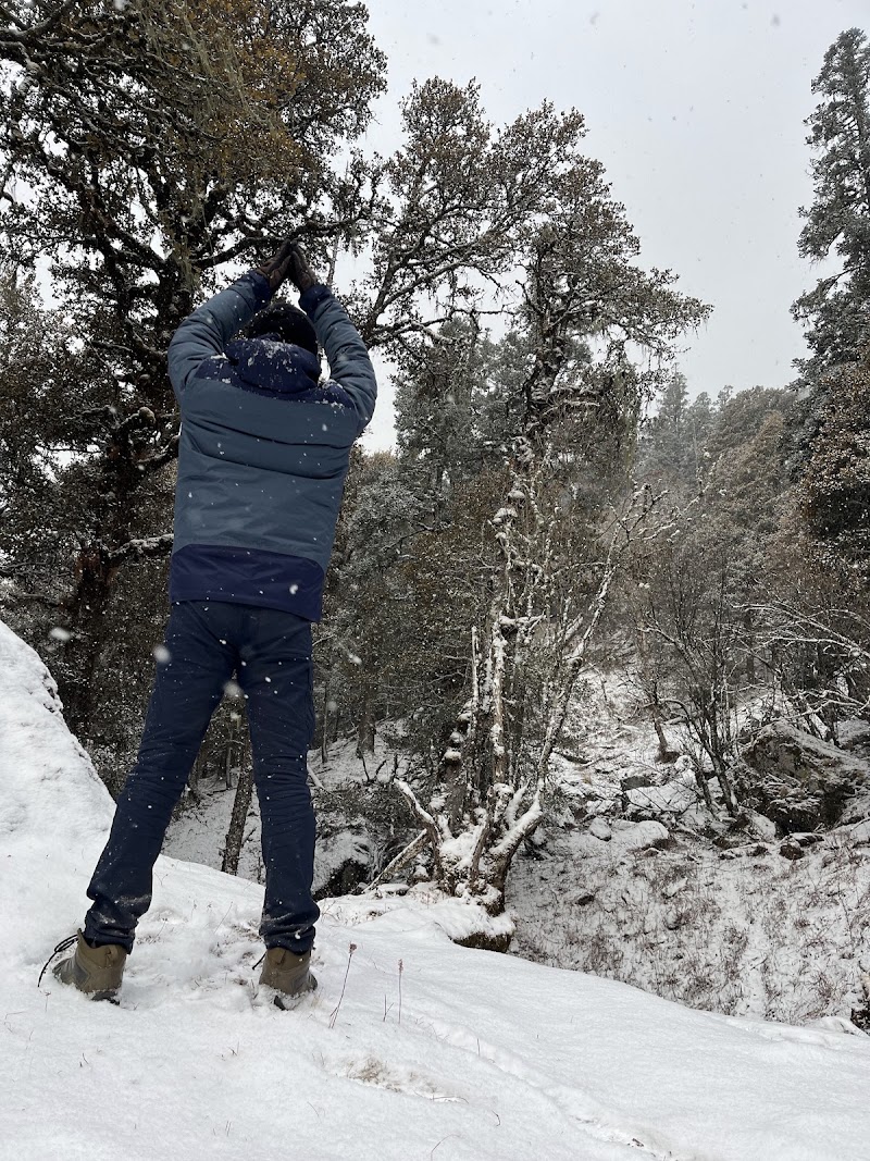Tali Forest - Tali Forest, FHMP+QM, Kundikhola, Uttarakhand 246483, India