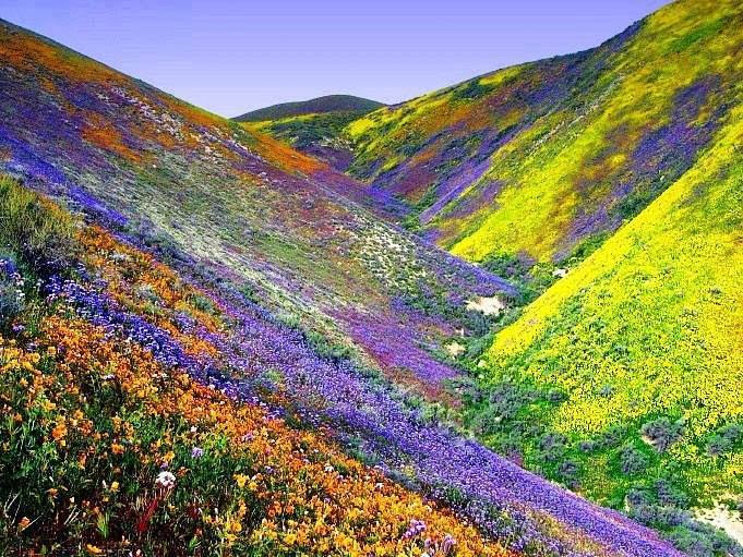 Nanda Devi National Park - Nanda Devi National Park, Garpak, Uttarakhand 246443, India
