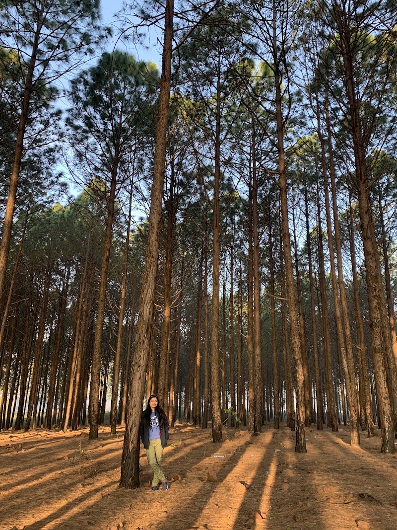 Pine Forest - Pine Forest F7W2+322, Netarhat, Jharkhand 835218, India