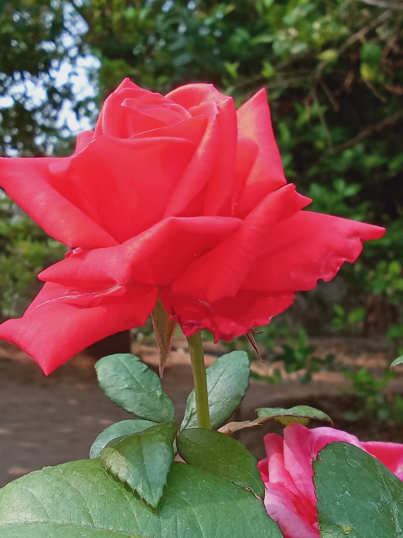 Go Green Garden - Go Green Garden, 4PHC+VQM, Bhandarpuri, Odisha 768042, India